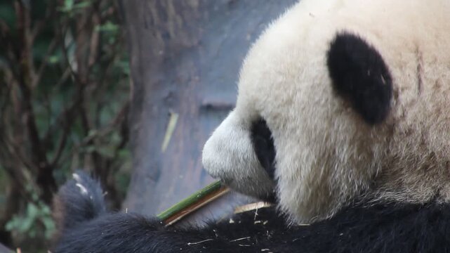 Giant Panda (Ailuropoda melanoleuca) feeding on bamboo at the Giant Panda Breeding Research Base in Chengdu, China