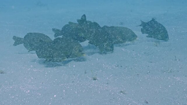 Small group of black perch scouring seabed for food.