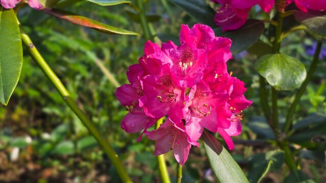 Ericaceae family pink rhododendron inflorescence structural macro shot in daylight