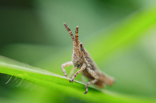 insecto tomado en mi escuela con rebel t6, lente 18-55m y adaptador macro de rosca y hoja de papel blanca como difusor 