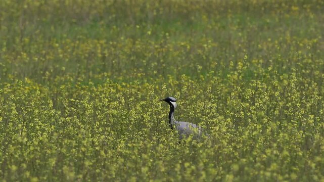 Demoiselle Crane Anthropoides virgo Standing in a Wildflower Meadow. Slow Motion.