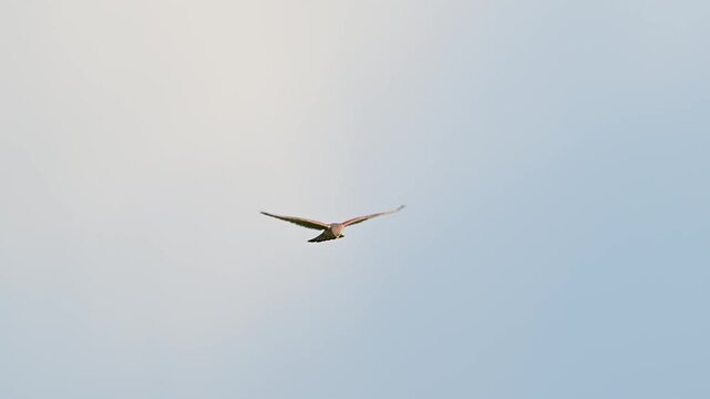 Common Kestrel Hovering in the Sky While Hunting in Slow Motion Falco tinnunculus