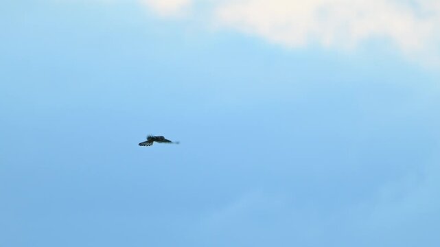Common Kestrel Hovering in the Sky While Hunting in Slow Motion