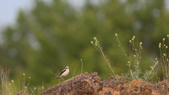 Northern Wheatear (Oenanthe oenanthe) Taking Off from Rock in Wild Nature, Slow Motion