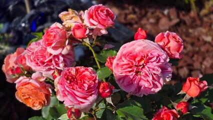 Obraz premium Dense cluster of pink peony roses blooming in sunny garden horizontal texture backdrop