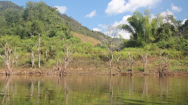 Dead trees due to increasing levels of Nam Ou river during Nam Ou 5 dam filling, Laos