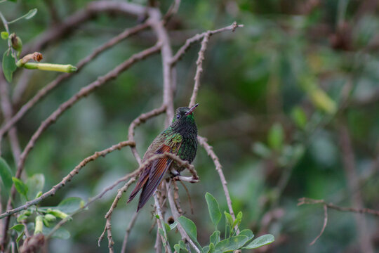 fotografia tomada en una mina de temamatla con una rebel t6 y lente 75-300 mm iii en un dia nublado despues de llover con los siguientes parametros 
1/500 f8 ISO 1600 