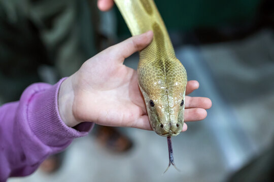 a python's (Python molurus) head on a child's hand