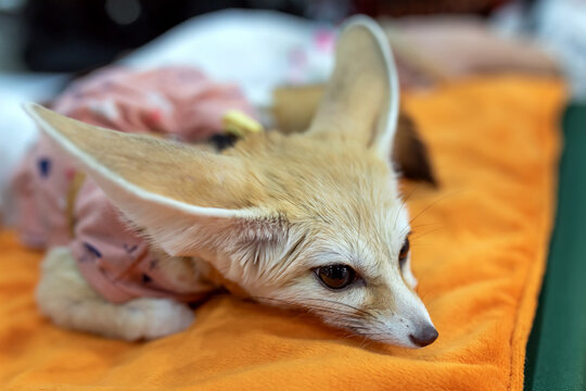 A close-up portrait of a fennec fox resting. Vulpes zerda. Pet.