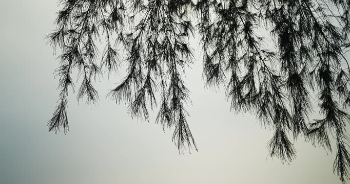 Graceful tree branches in silhouette sway gently against a bright, overcast sky, creating a serene and minimalist natural backdrop perfect for calming visuals.