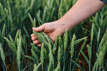 Obraz premium Close up of farmer examining wheat growth in field.