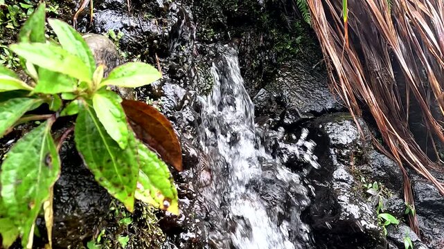 Close View of Small Rainforest Stream and Green Leaves in Ecuador, Freshwater Flow, Wet Rocks, Tropical Vegetation and Natural Jungle Ecology Detail