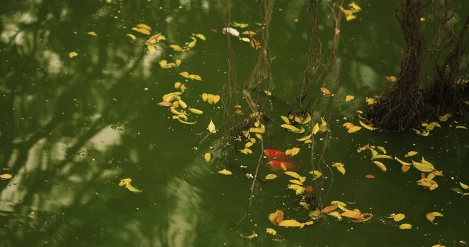 Vibrant red goldfish swim peacefully in a tranquil green pond, surrounded by floating yellow autumn leaves and hanging roots, creating a serene natural scene.
