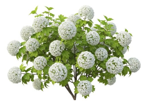 Viburnum opulus roseum, also known as snowball bush, featuring spherical clusters of white flowers and lush green leaves isolated on white background