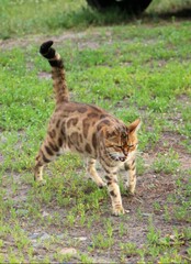 Naklejka premium cat in the grass