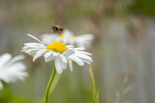 a bee flies to a white marguerite blossom in a blooming meadow that can be seen as blurred background