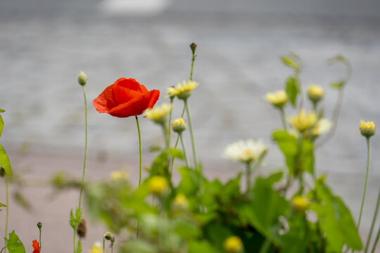 a red poppy as part of a flower-filled meadow along the side of a road - the sidewalk of the street can be seen blurred in the background