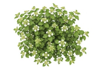 Obraz premium Top view of a flowering viburnum opulus shrub isolated on white background
