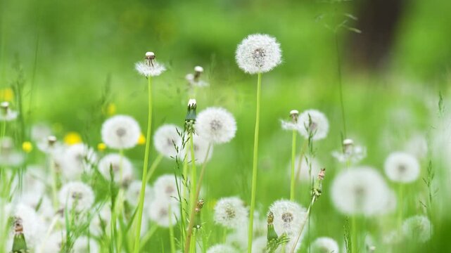 Closeup of soft dandelion puff flowers and grass swaying in the light wind. Calm summer nature background. Airy dandelion meadow.