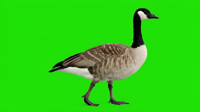 Canada goose walking on a green screen background for creative nature video composites