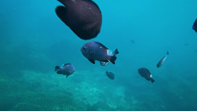 Underwater blue surface with striped fish, small tropical fish gliding in calm shallow water, mirrored surface reflections, synchronized schooling motion, transparent blue, Bali island, Indonesia