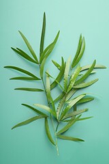 Fototapeta premium Branches with green bamboo leaves on turquoise background, top view