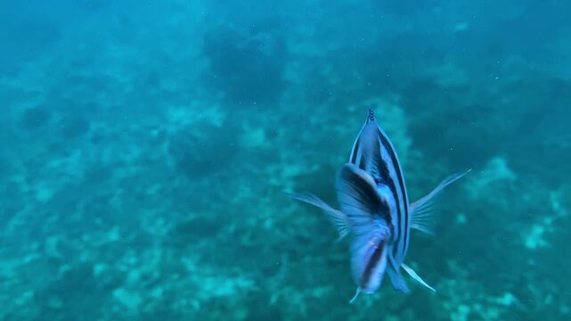 Underwater bustling reef with mixed fish, multitude of reef species including bold striped wrasse and dark tangs, complex coral formations, active grazing and gliding, soft light, Bali, Indonesia