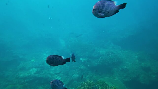 Underwater blue surface with striped fish, small tropical fish gliding in calm shallow water, mirrored surface reflections, synchronized schooling motion, transparent blue, Bali island, Indonesia