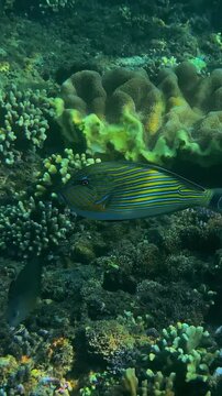 Bannerfish and surgeonfish swim together over coral reef, vibrant yellow and black bannerfish gliding alongside striped surgeonfish near branching coral in clear tropical water,Bali,vertical video