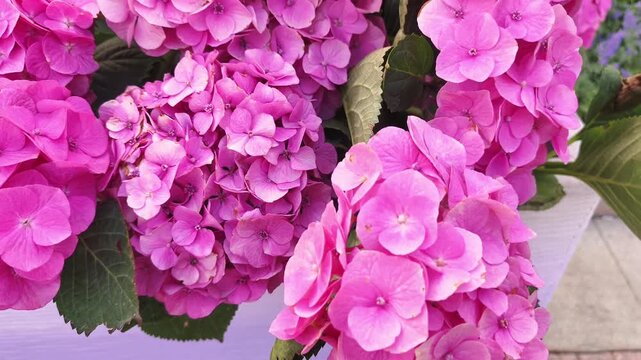 Pink hydrangea macrophylla bouquet rose flowers in pot. Closeup outdoors street portrait