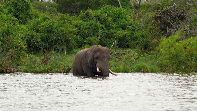Majestic dominant african bush elephant with large tusks crossing wide river in wild. Animal with location transmitter for protection. Green jungle of national park in uganda during wildlife safari