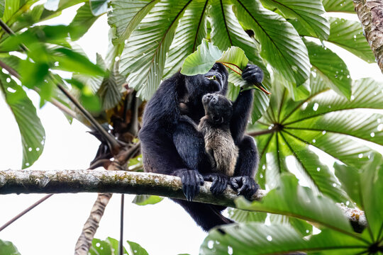 Baby Howler Monkey hanging on its mother, while she eats leafs, Arenal, Costa Rica 