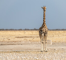 Giraffe at a waterhole in Etosha National Park, Namibia, Africa © dvlcom