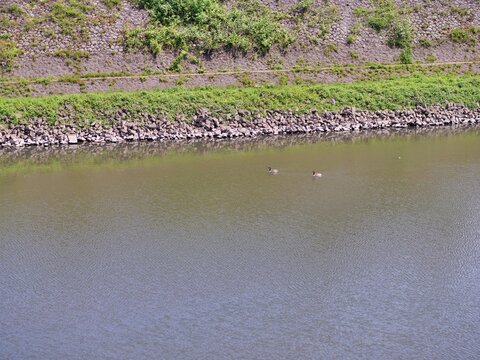 A straight top-down view captures an 
industrial canal and its sloped riverbank. Two 
Canada geese are swimming quietly in the 
greenish water of the canal. The water has a 
detailed texture from ripp