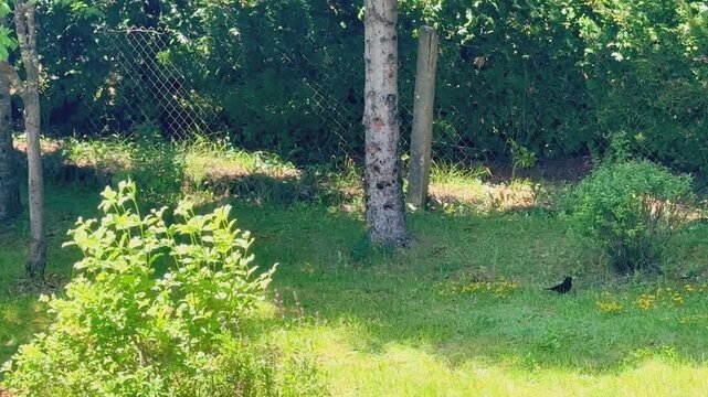 Common blackbird hopping on a green grass in a peaceful backyard garden