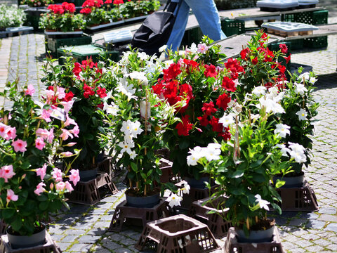 A vibrant, eye-level shot of 
multiple potted Mandevilla or Dipladenia 
plants displayed at an outdoor market. 
The flowers bloom beautifully in bright 
shades of red, white, and pink. The pots 
are a