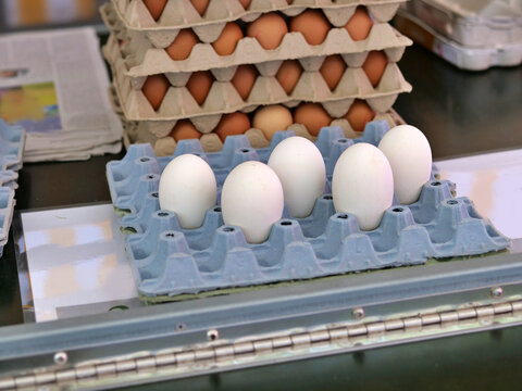 A high-angle, close-up 
shot focusing on five large white eggs 
neatly arranged in a blue cardboard 
tray. In the background, multiple stacks 
of standard brown chicken eggs in 
traditional trays are