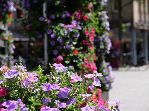 A scenic outdoor shot 
featuring a cluster of purple petunia 
flowers in sharp focus in the lower-left 
foreground. The background opens up 
to a wide, sunlit pedestrian street lined 
with towering fl