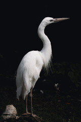 Fototapeta premium Portrait of a great white heron