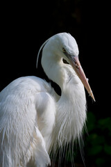 Fototapeta premium Close up view of a great white heron