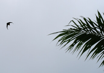 Fototapeta premium View of a Seychelles fruit bat, also called flying fox, flying in Mahe, Seychelles