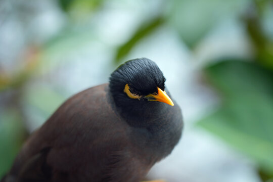 View of a common myna, or Indian mynah, bird in Mahe, Seychelles