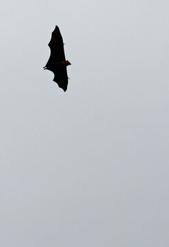 View of a Seychelles fruit bat, also called flying fox, flying in Mahe, Seychelles