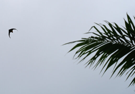 View of a Seychelles fruit bat, also called flying fox, flying in Mahe, Seychelles