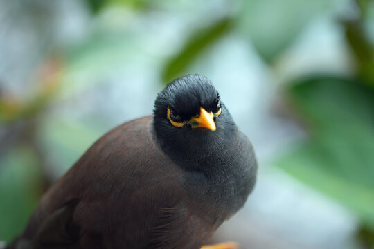 View of a common myna, or Indian mynah, bird in Mahe, Seychelles