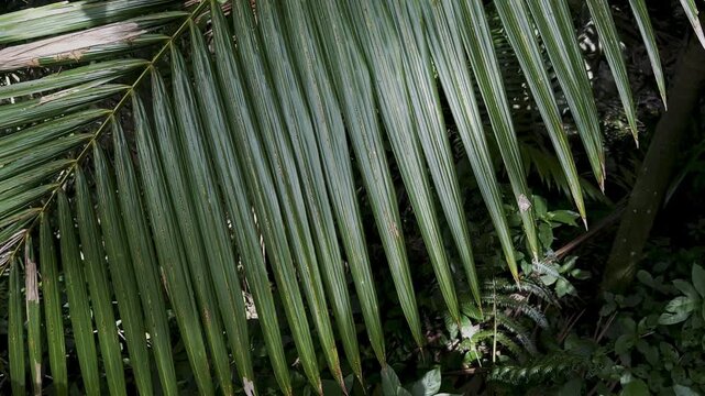 palm frond, green palm leaf, tropical leaf, narrow leaves, palm foliage, leaf texture, dark greenery, tropical plants, forest foliage, botanical detail, green fronds, jungle leaves, natural pattern, l