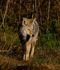 Fototapeta premium Coyote hunting in early morning light
