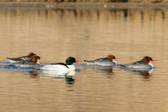 Common Merganser male with females