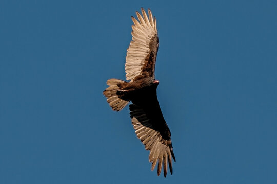 Turkey Vulture soaring