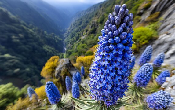 Stunning Blue Puya Bloom Rising Vertically From Rocky Jungle Landscape